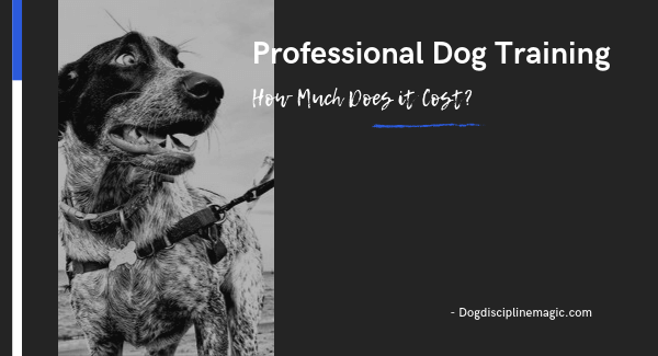 Professional Dog Training