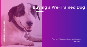 Buying a pre-trained dog