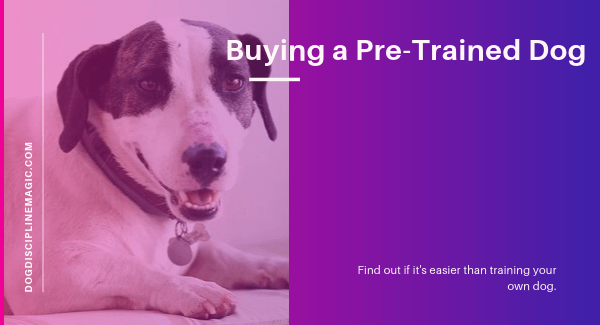 pre trained dogs for sale