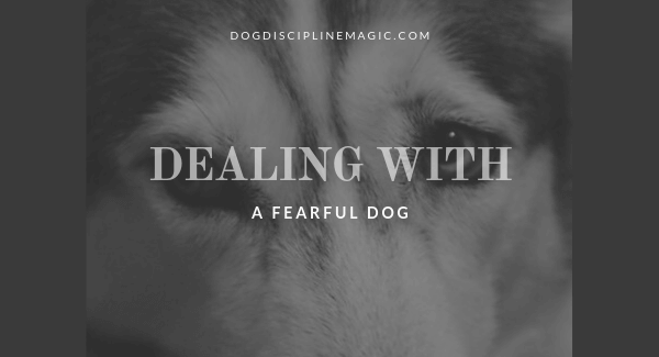 dealing with a fearful dog