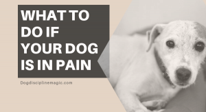 What to do if your dog is in pain