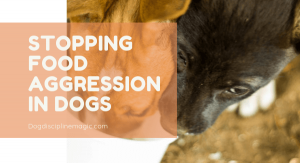 Stopping food aggression in dogs