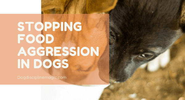 how do you deal with food aggression in dogs