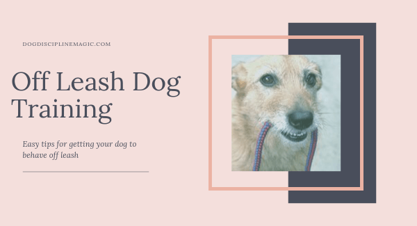 Off Leash Dog Training