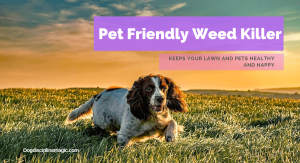 Best Pet Friendly Weed Killer