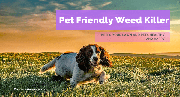 Dog friendly on sale weed killer