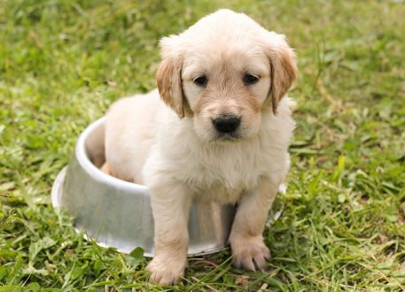 puppy-1207816_640.jpg puppy-1207816_640.jpg